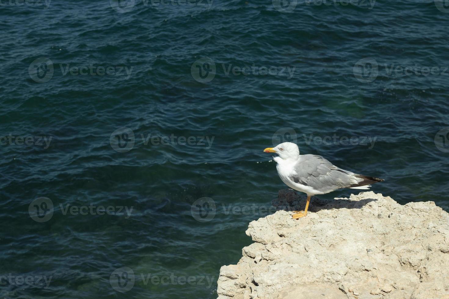 gabbiano si siede su un' roccia contro il sfondo di il mare. uccello, acqua e copia spazio foto