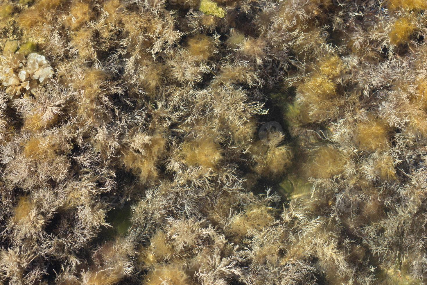 muschio e alghe nel il mare. acquatico vegetazione sfondo foto