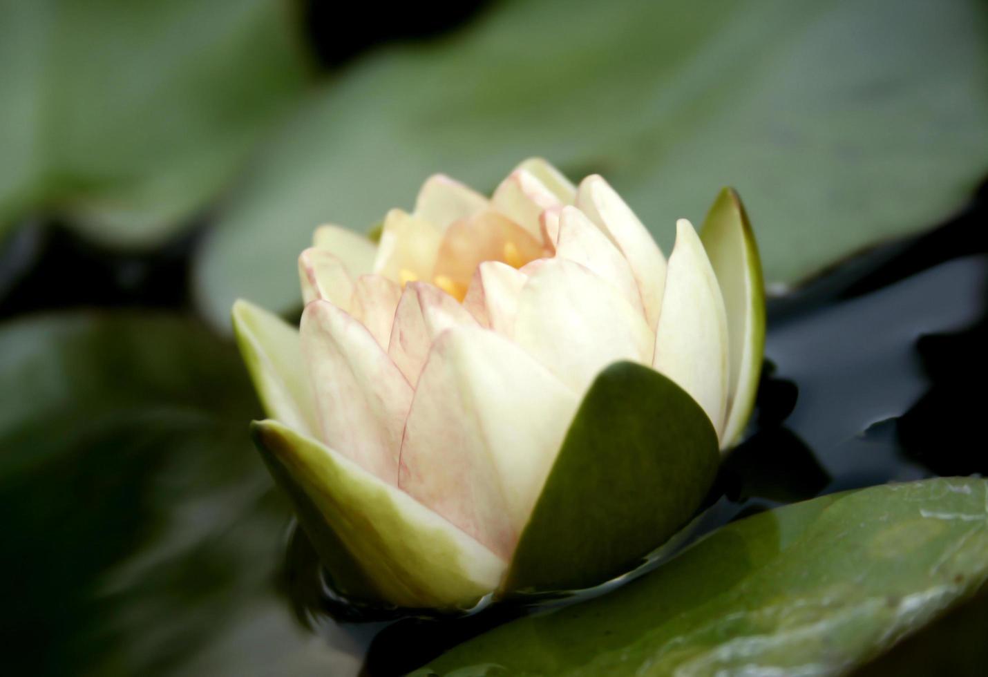 delicato fiore di loto bianco foto