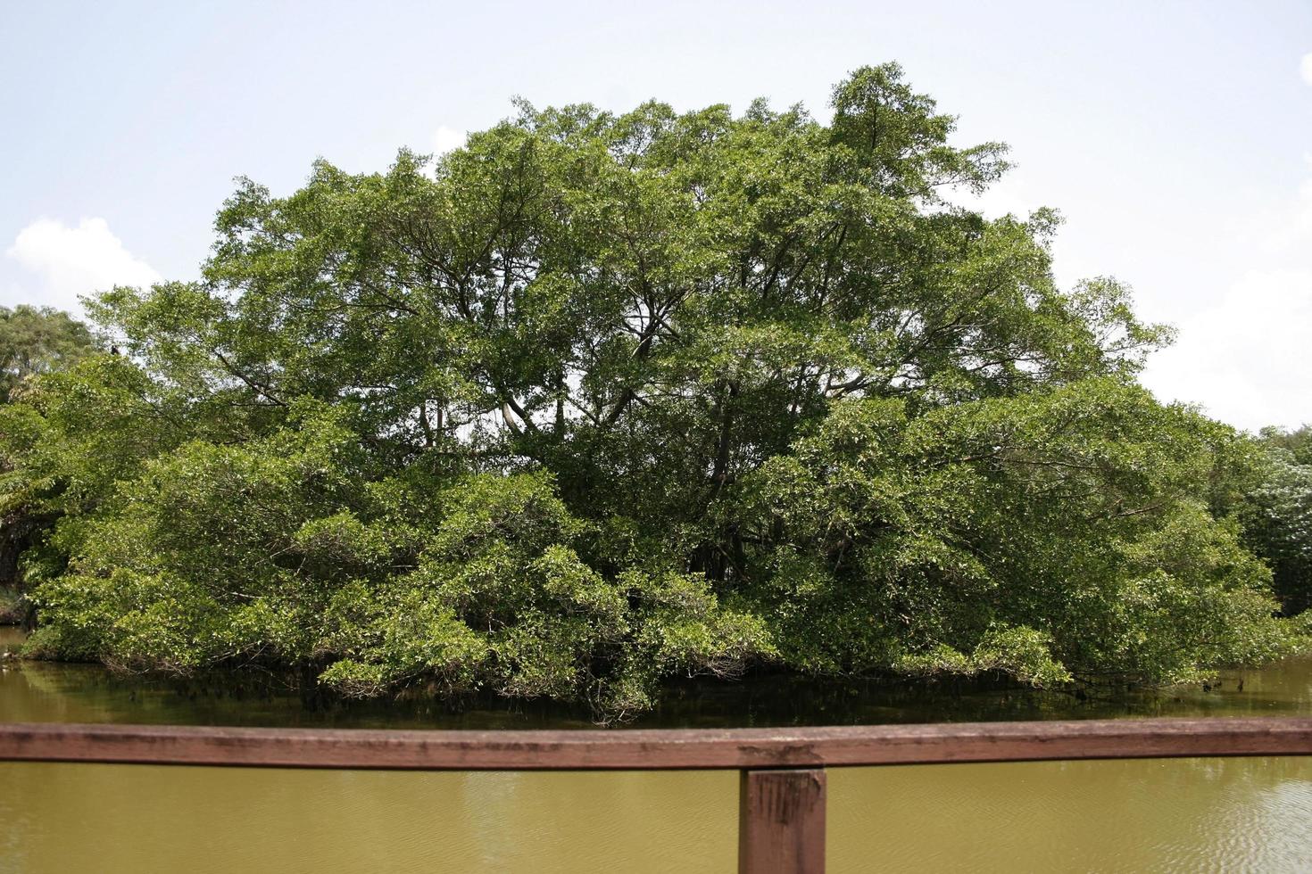 grande albero su una costa di stagno foto