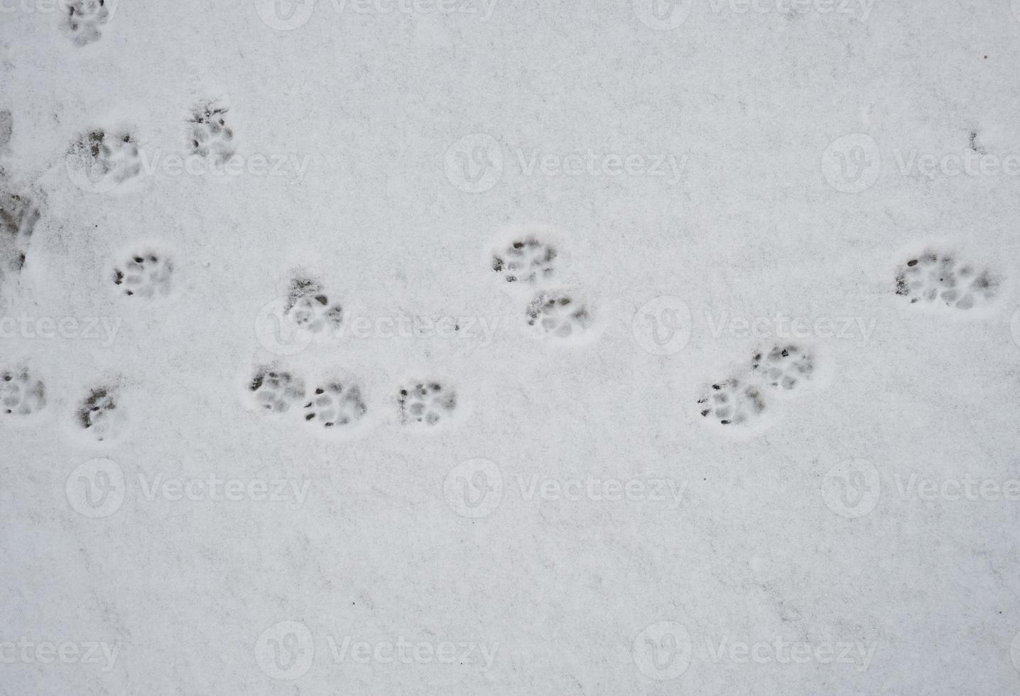 cane brani su bianca neve foto