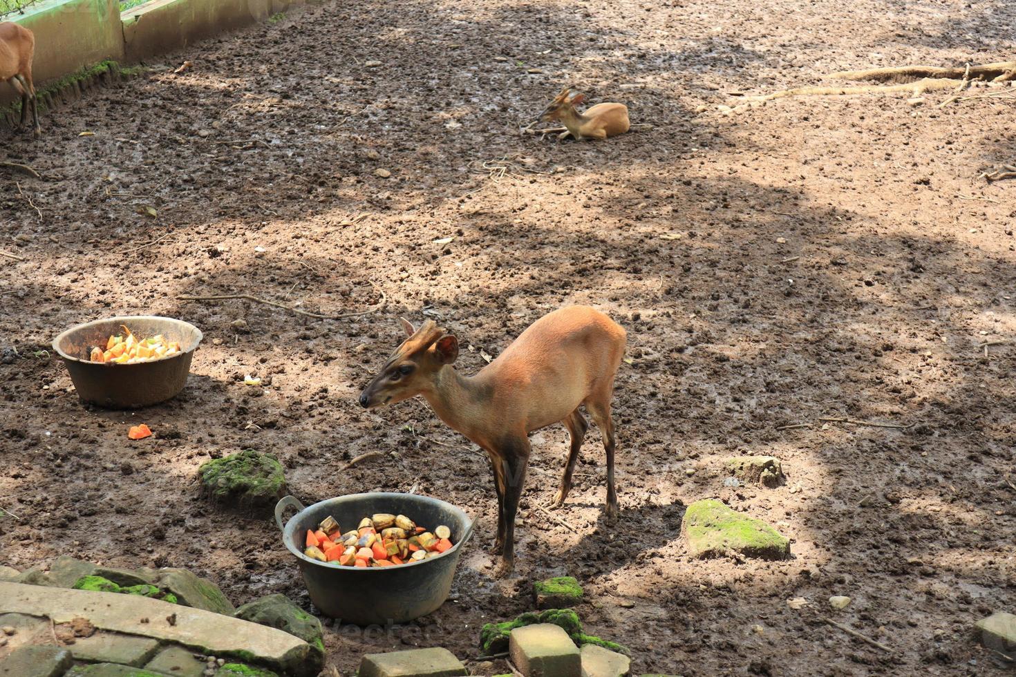 un' cervo è divertente turisti con suo azione a il semarang zoo. foto