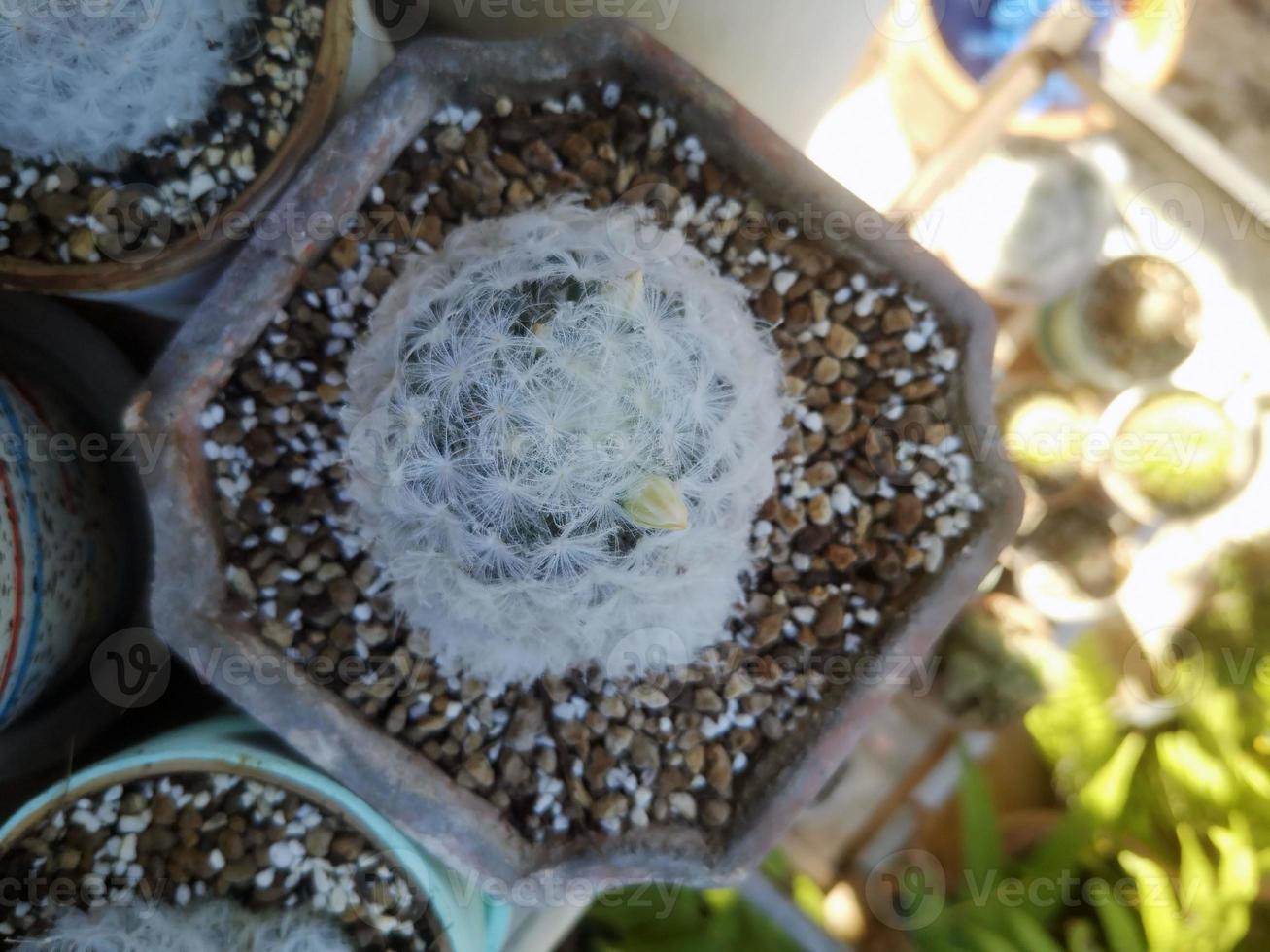 foto di cactus nel il in ritardo inverno