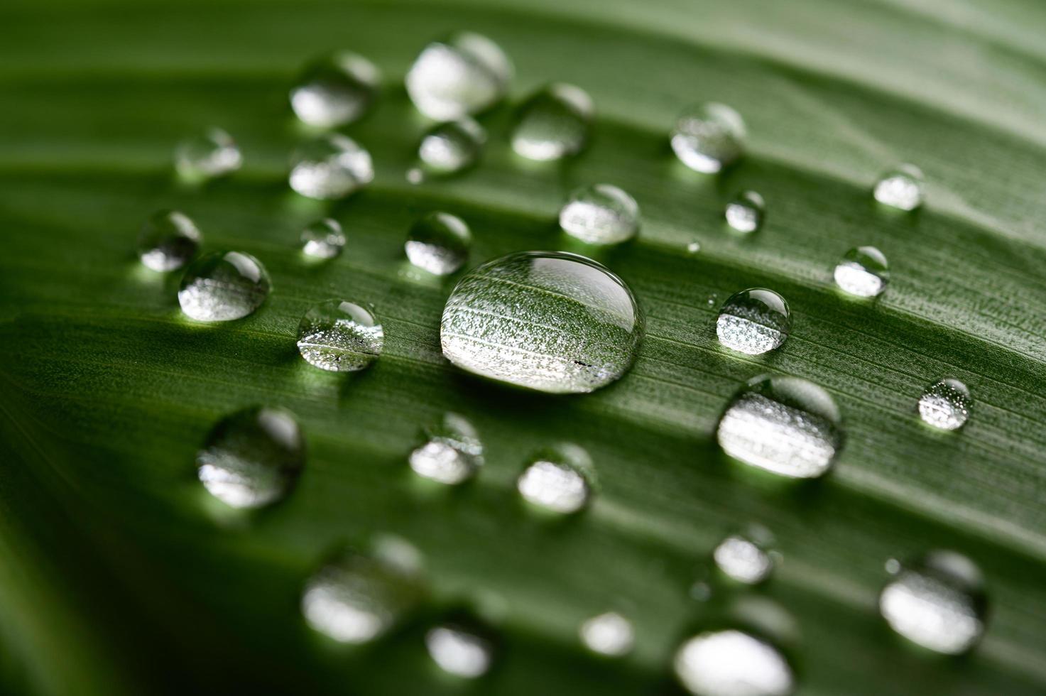 molte goccioline d'acqua sulle foglie di banano foto