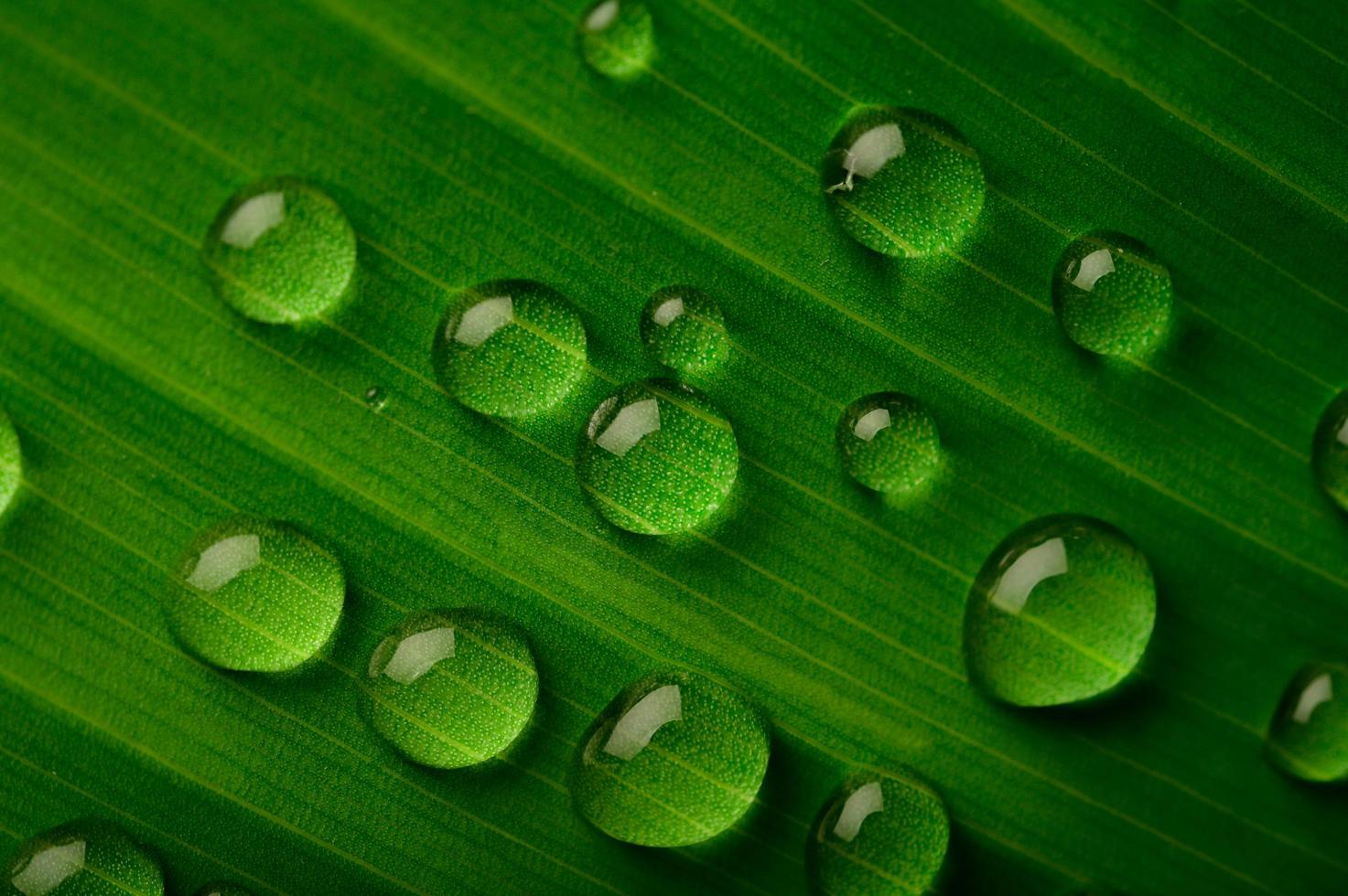 molte goccioline d'acqua sulle foglie di banano foto