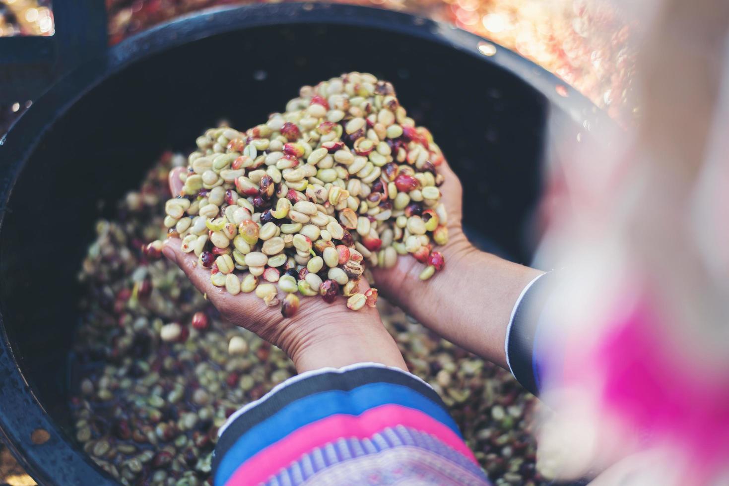 primo piano di chicchi di caffè crudo a bacca rossa sulla mano dell'agricoltore foto