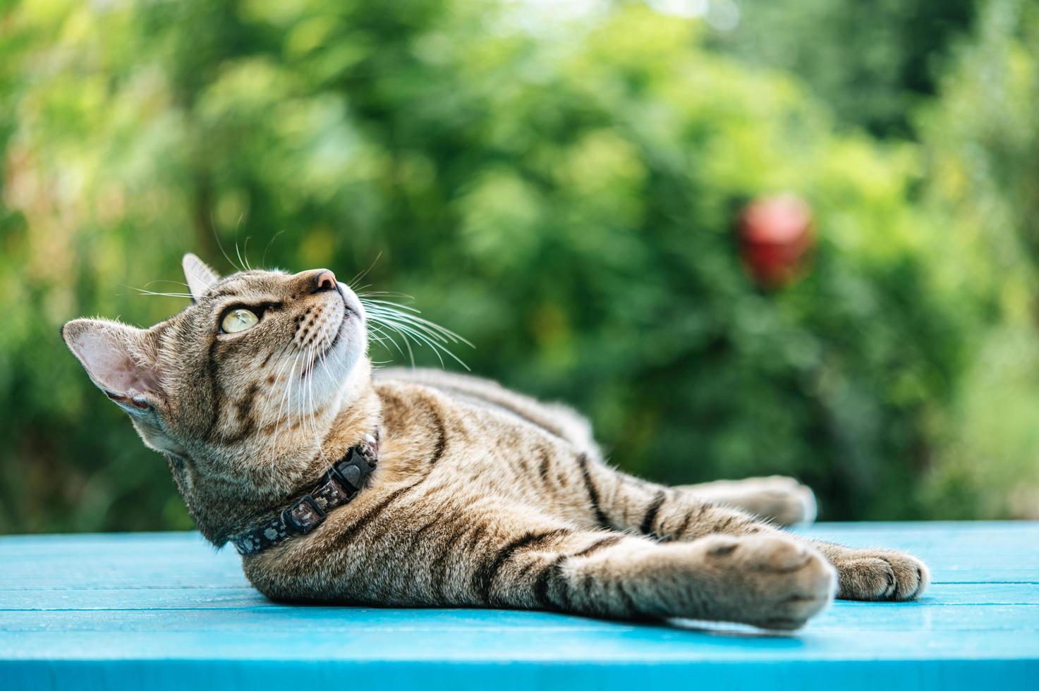 primo piano di un gatto soriano su una superficie blu foto