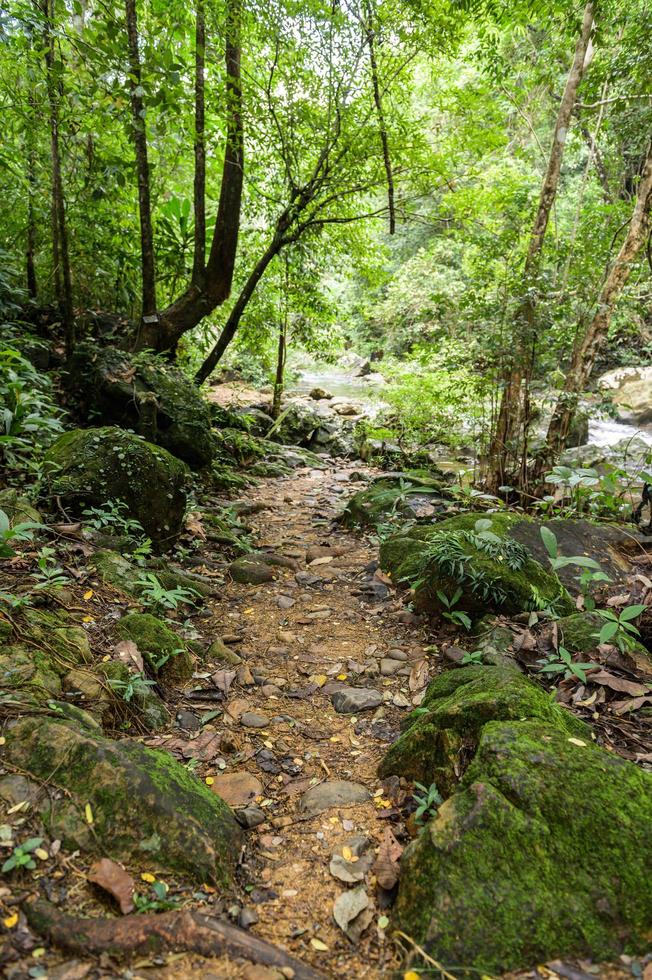 abbondante foresta in Thailandia foto