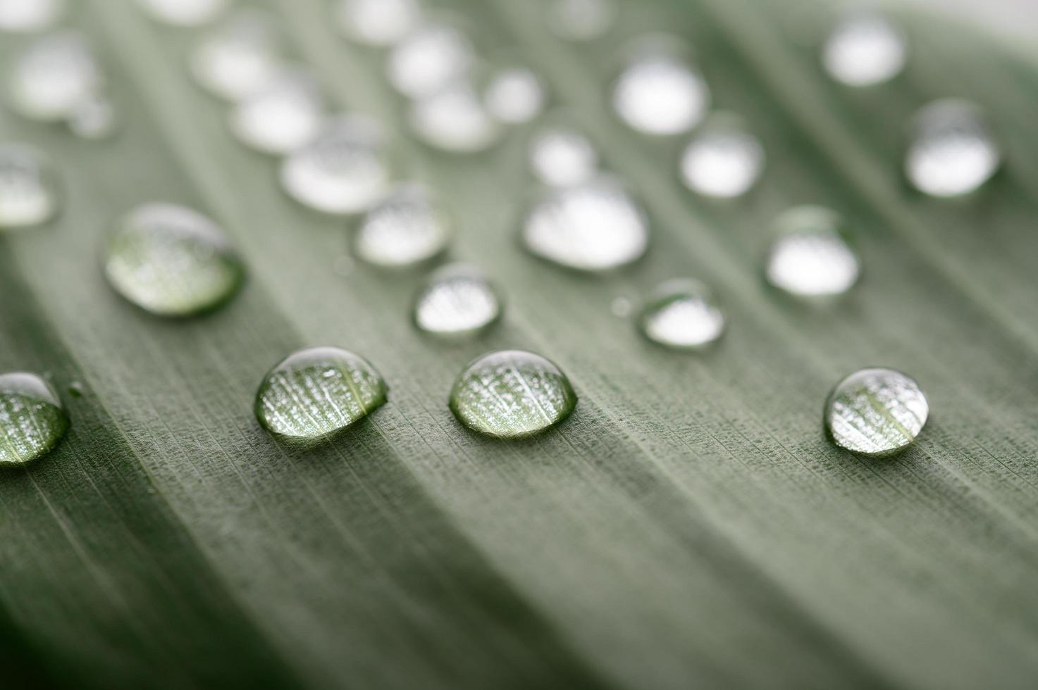 molte goccioline d'acqua sulle foglie di banano foto