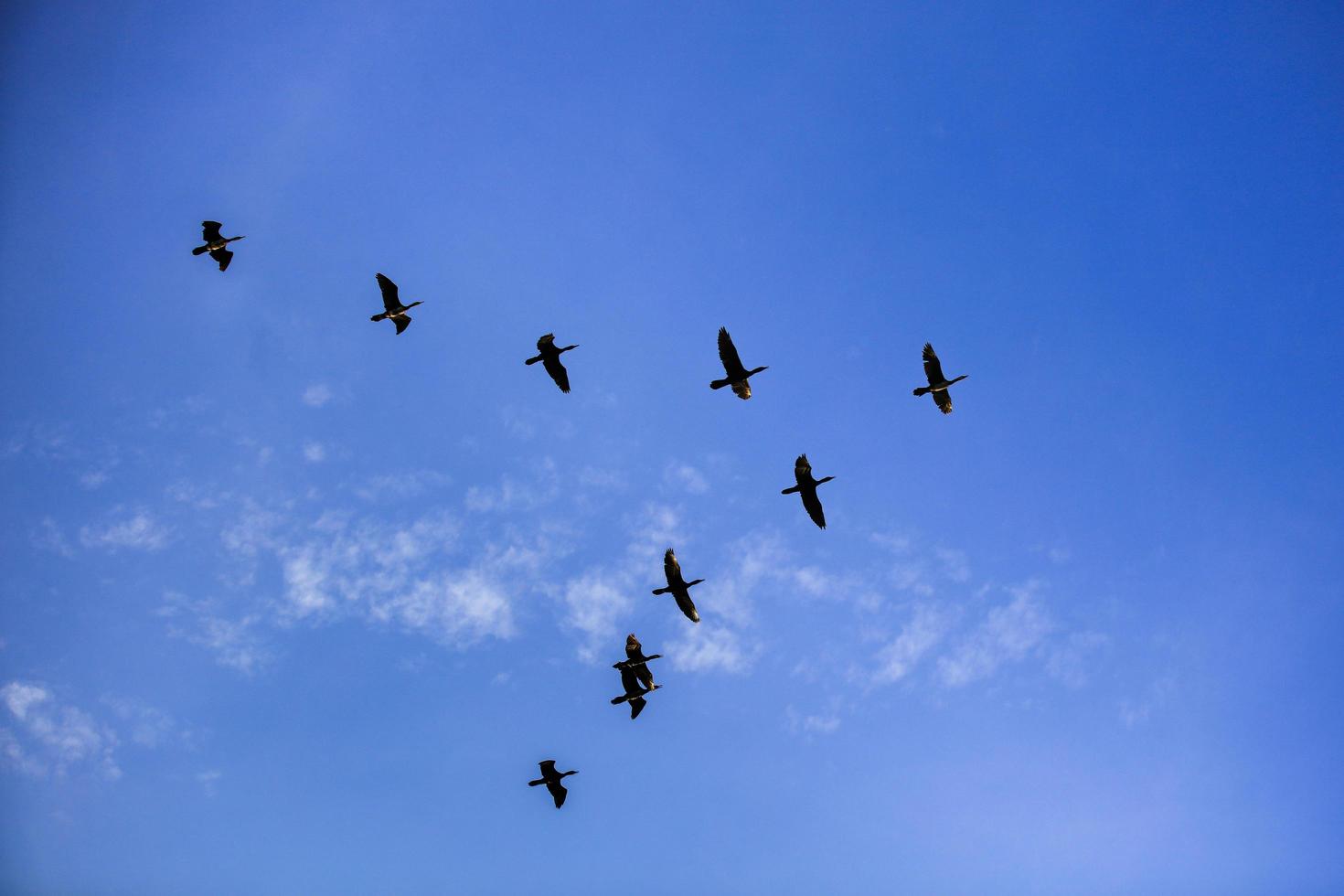 gruppo di uccelli che volano in formazione av su un cielo blu foto