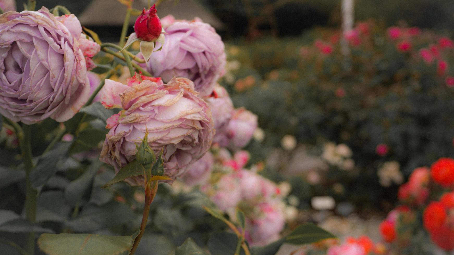 il roseto della città delle rose foto