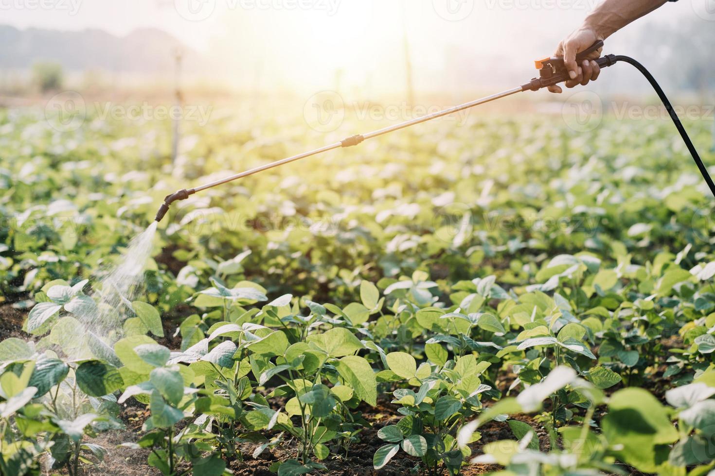 asiatico donna e uomo contadino Lavorando insieme nel biologico idroponica insalata verdura azienda agricola. utilizzando tavoletta ispezionare qualità di lattuga nel serra giardino. inteligente agricoltura foto