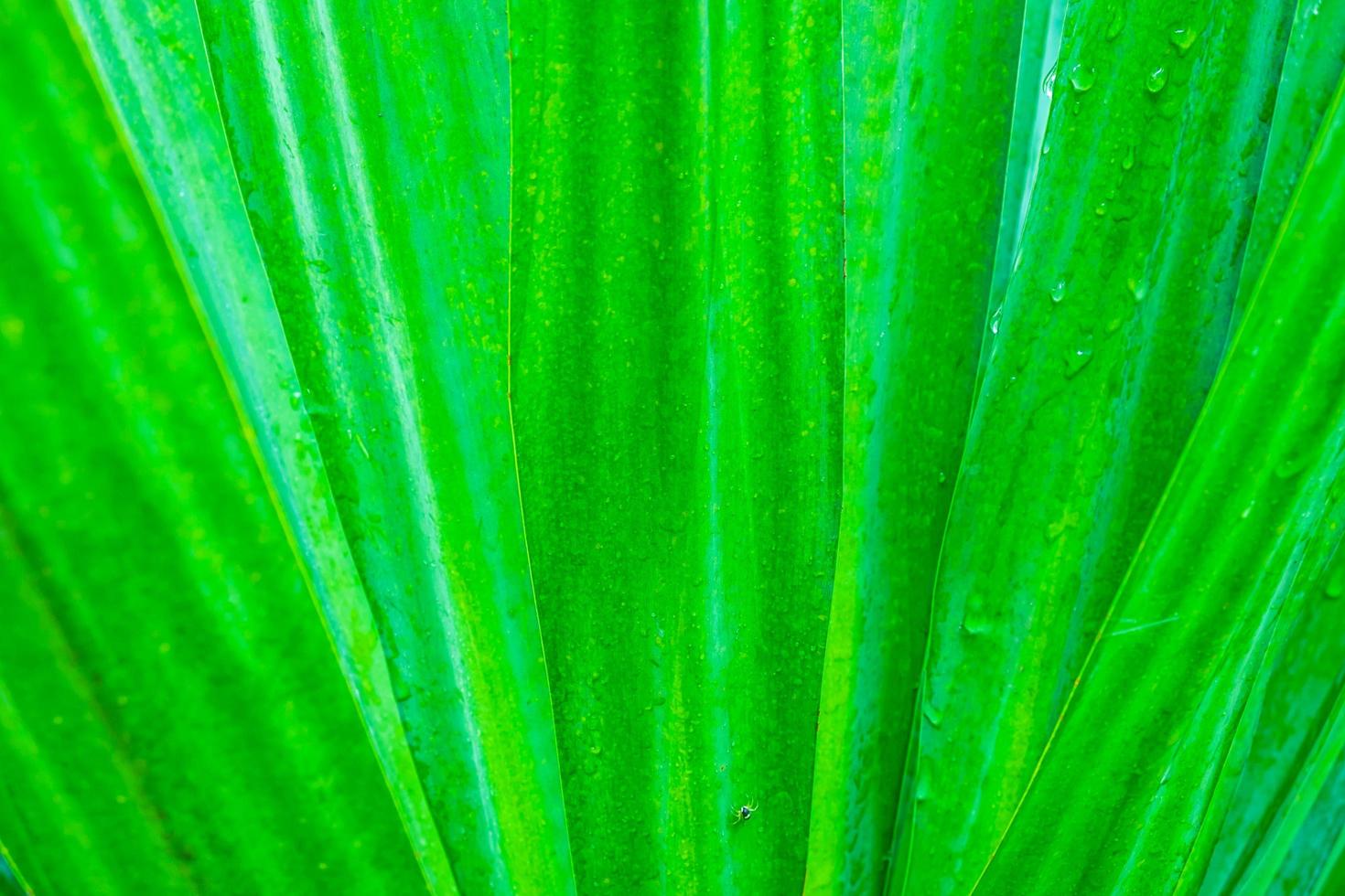 sfondo verde foglia foto