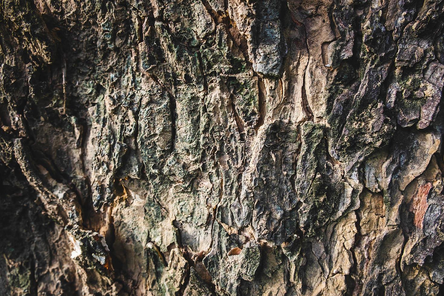 corteccia di albero di legno foto