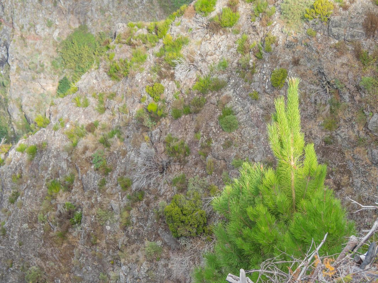 l'isola di Madera foto