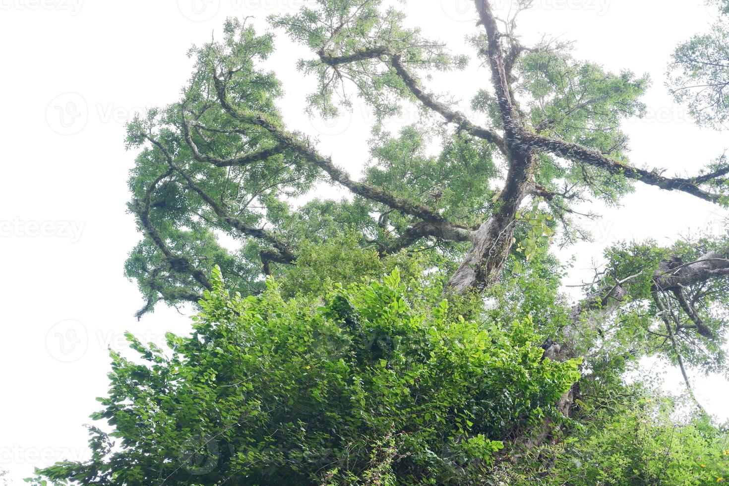 bellissimo verde foresta come un' sfondo foto