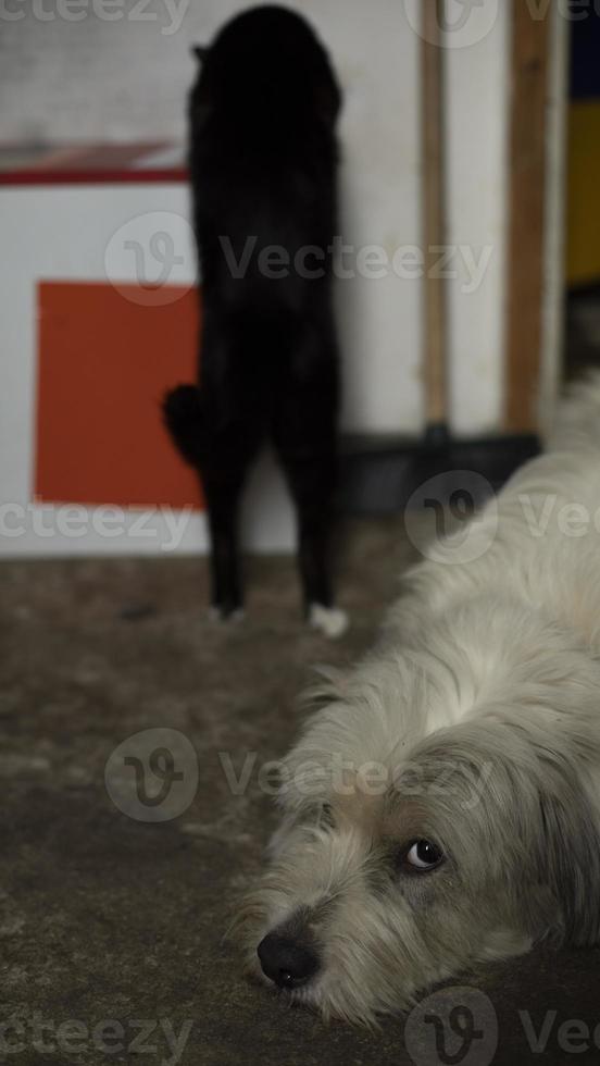 cane è dire bugie su pavimento. animale domestico a casa. cane sembra a telecamera. foto