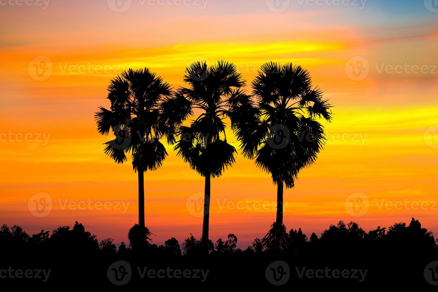 silhouette di palme da zucchero con campo di riso foto