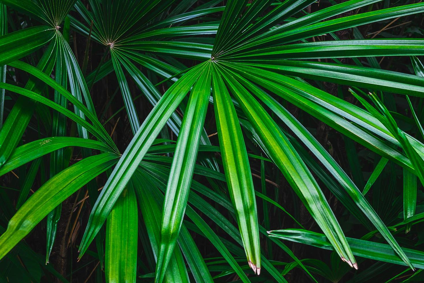 foglia di palma in una foresta foto