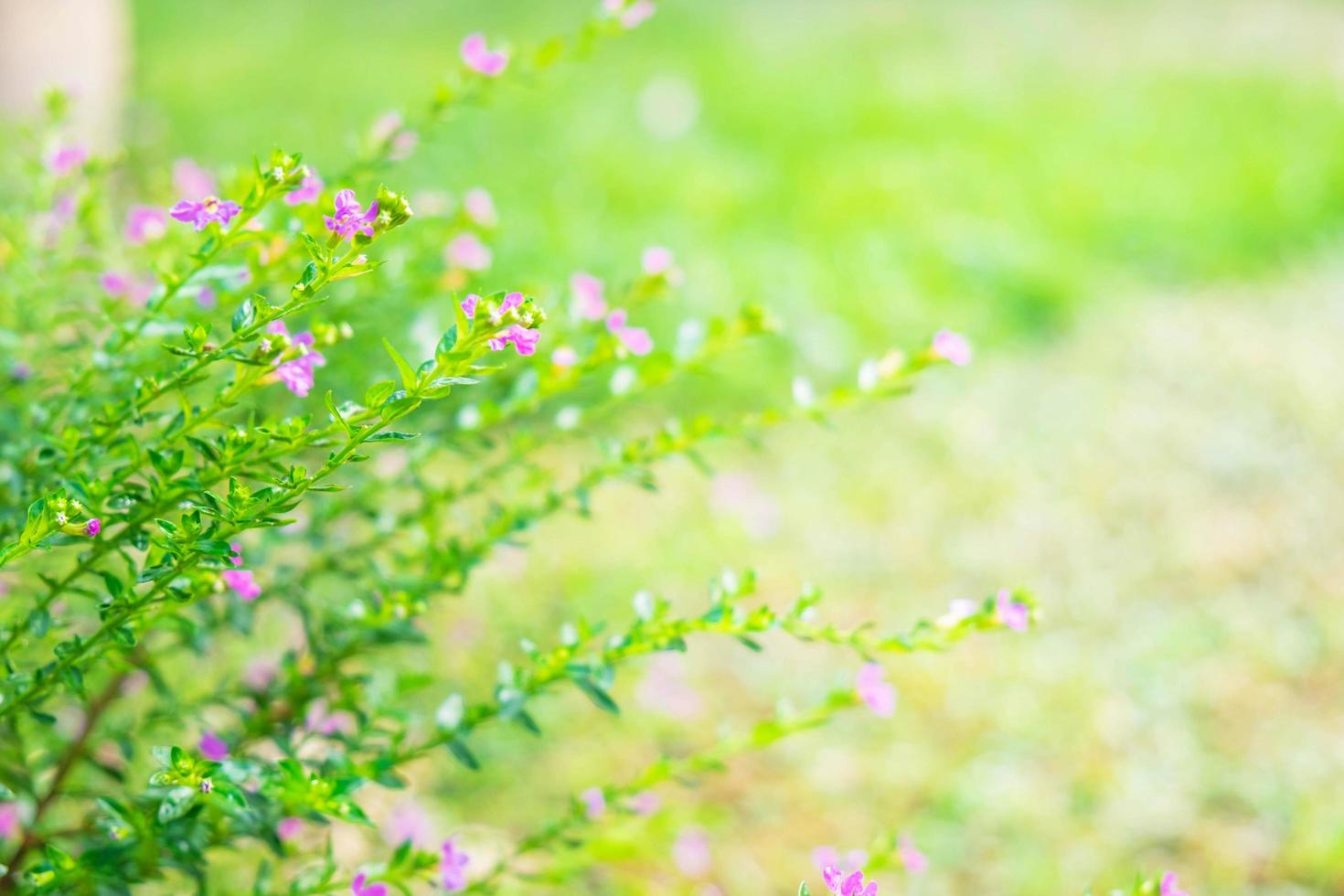 piccoli fiori viola foto