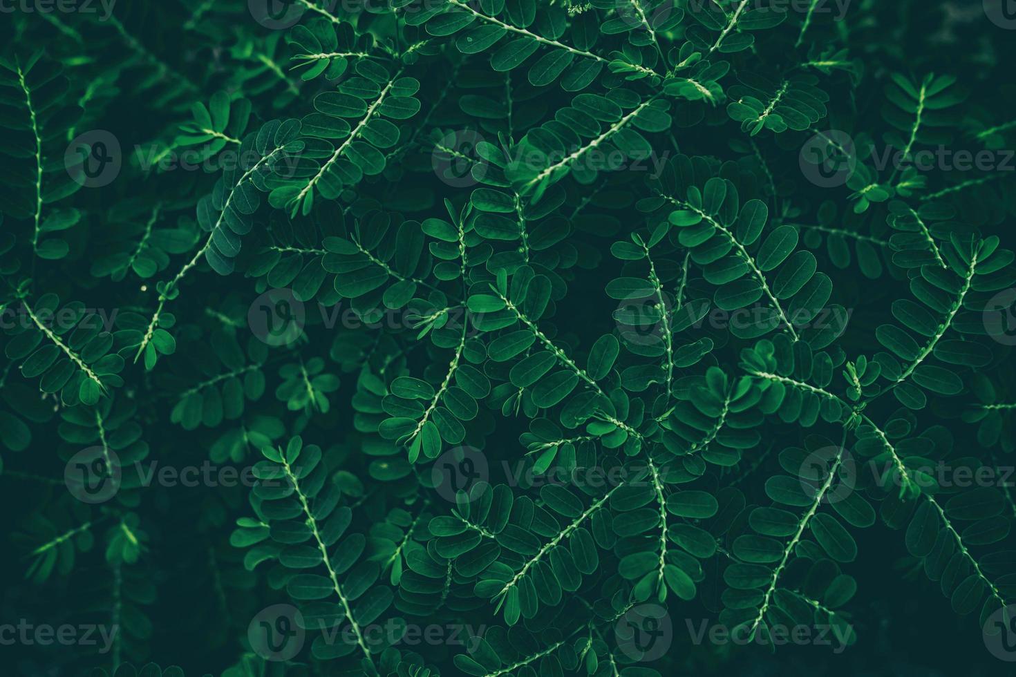 vicino su verde le foglie struttura sfondo nel buio tono. foto