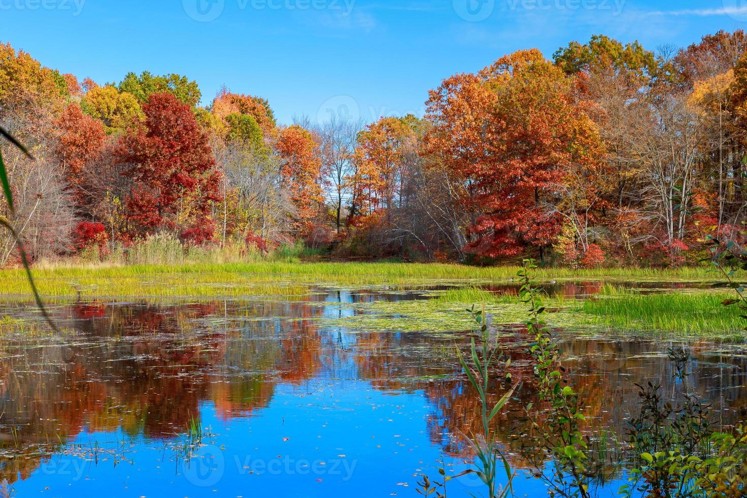 stagno in autunno, foglie gialle, riflesso foto