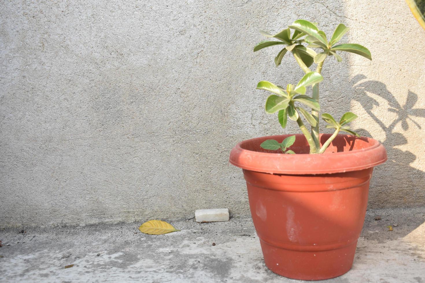 Adenium pianta nel un' pentola foto