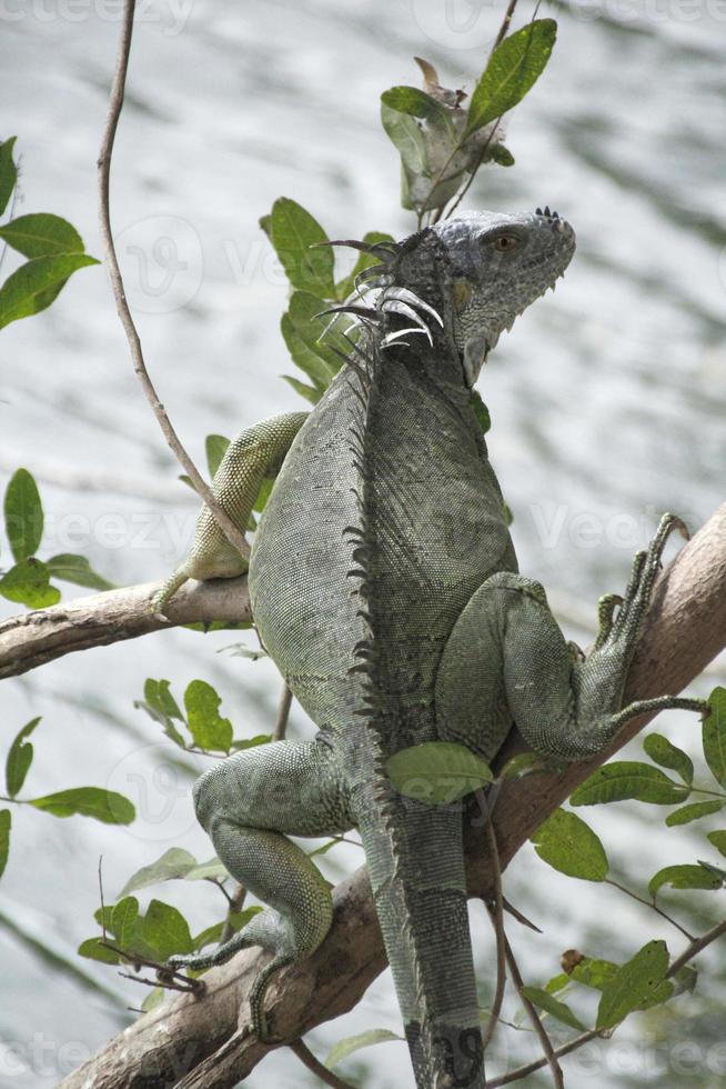 iguana è un' genere di lucertola quello vite nel il tropici. anolis carolinensis o verde anole è un' specie di dimora sugli alberi anole lucertola, macro lucertola, macro iguana, natura foto