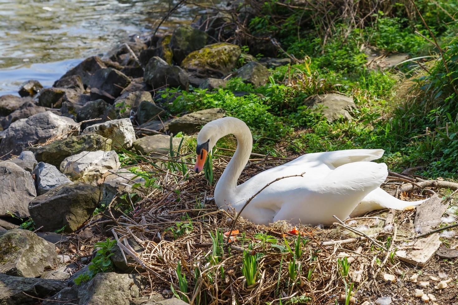 cigno seduto sul suo nido foto