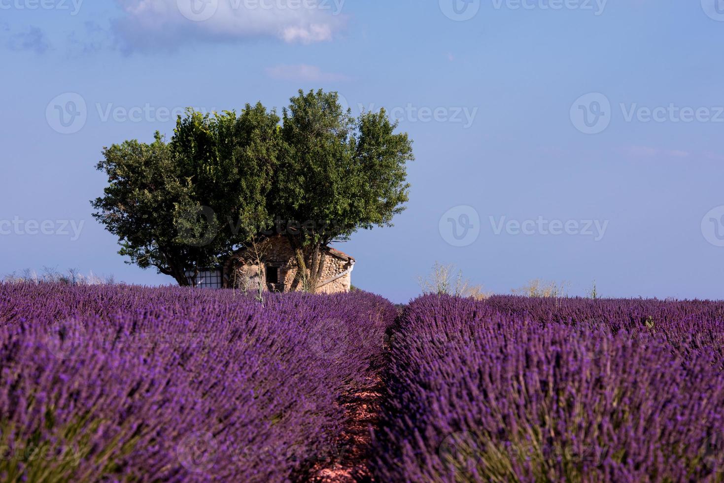 vecchia casa di mattoni e albero solitario al campo di lavanda foto