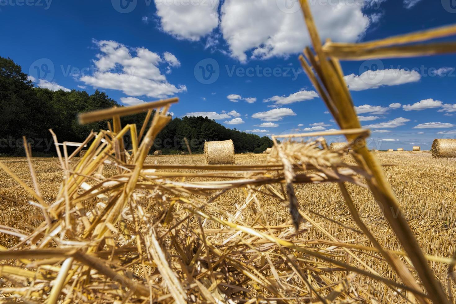 paglia dopo la mietitura del grano foto