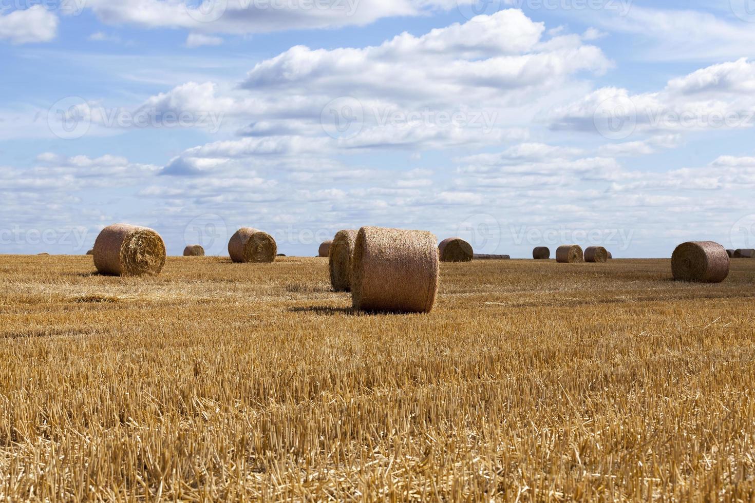 campo agricolo con pile di paglia di segale foto