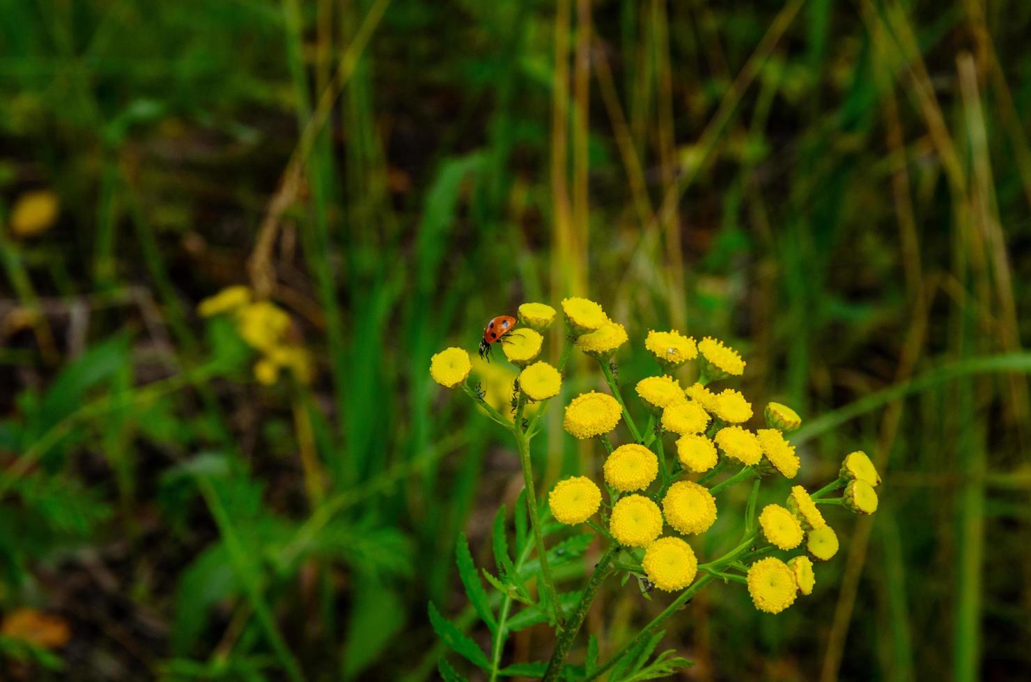 giallo tanaceto fiori con coccinella su fiore foto