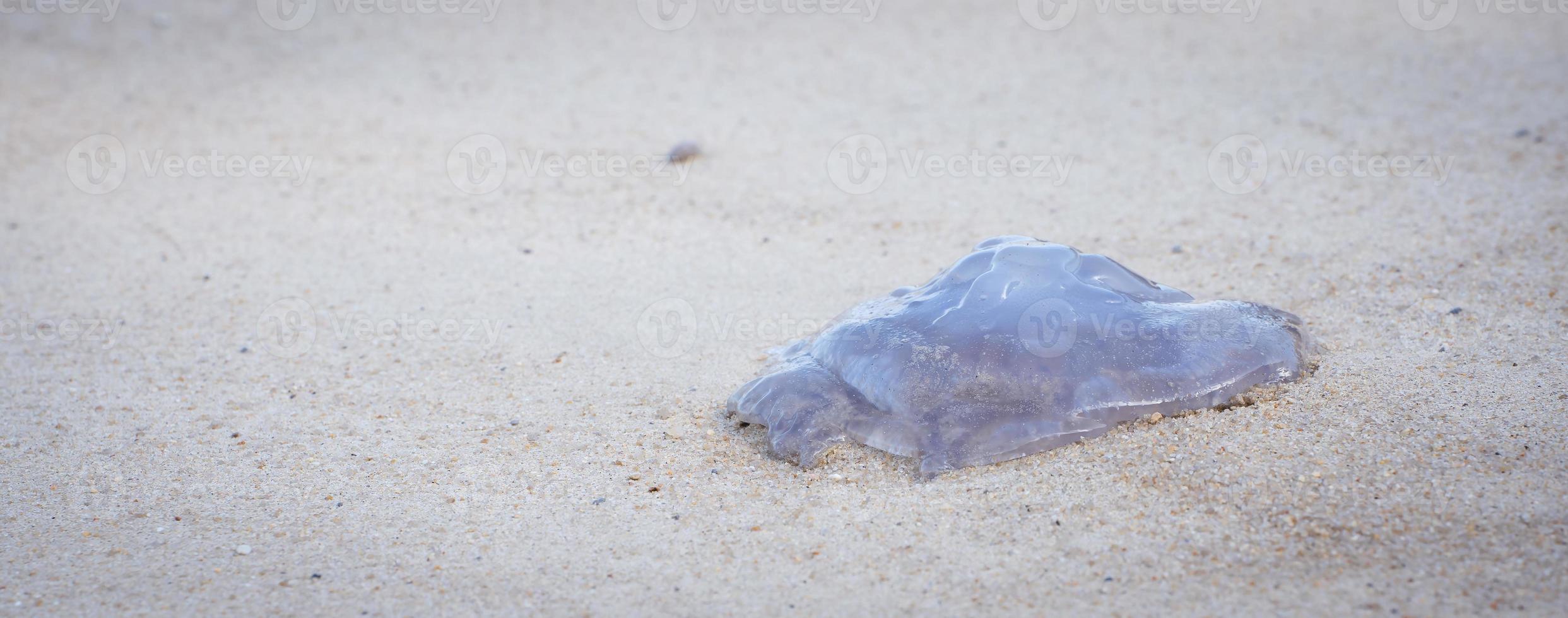 avvicinamento mare Luna Medusa morto su sabbioso spiaggia soleggiato. foto