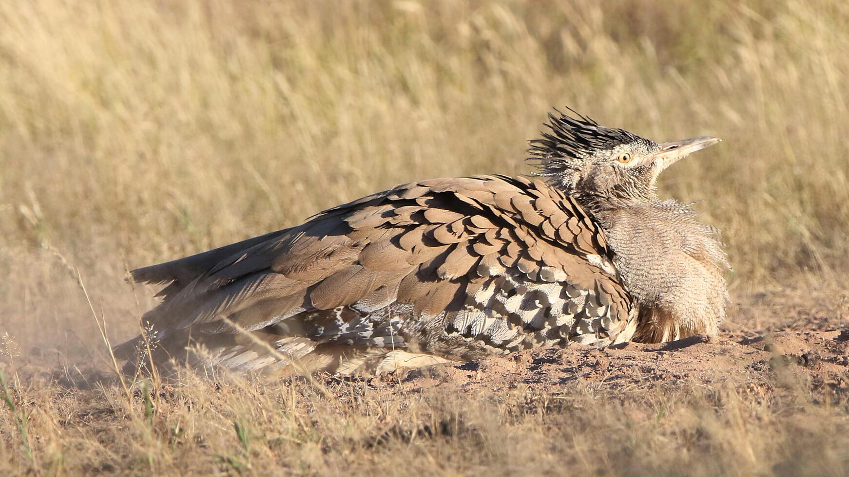 botswana. chobe nazionale parco nel kori otarda nel volo con naturale sfondo foto