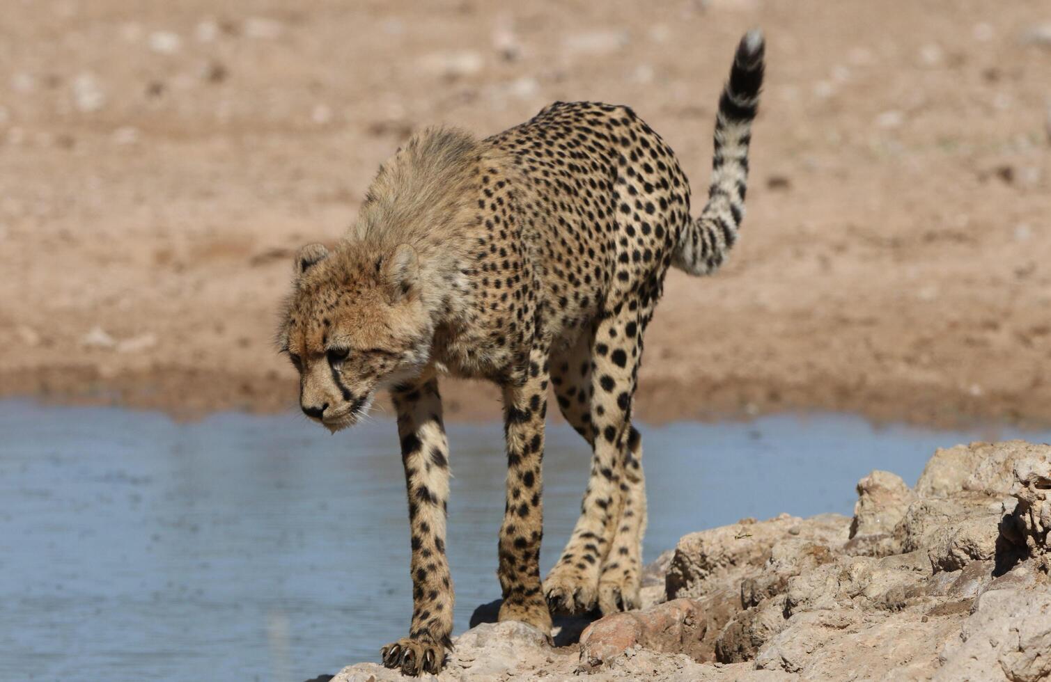 ghepardo acinonyx jubatus in esecuzione, ghepardo, acinonyx giubato, 18 mesi vecchio, seduta foto