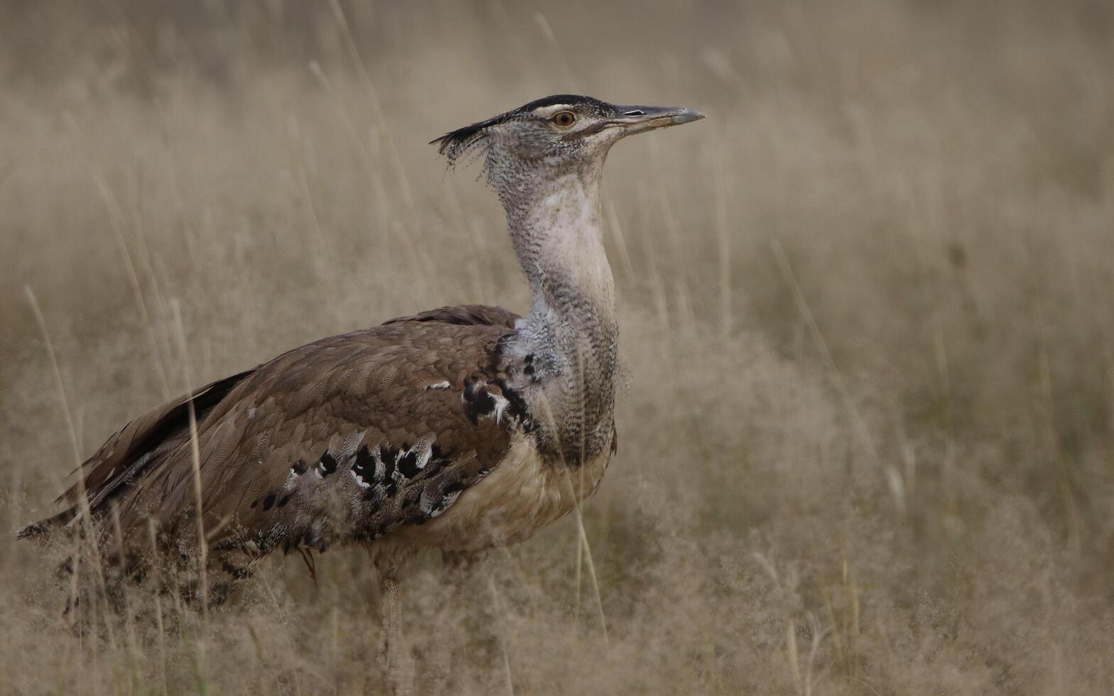 botswana. chobe nazionale parco nel kori otarda nel volo con naturale sfondo foto