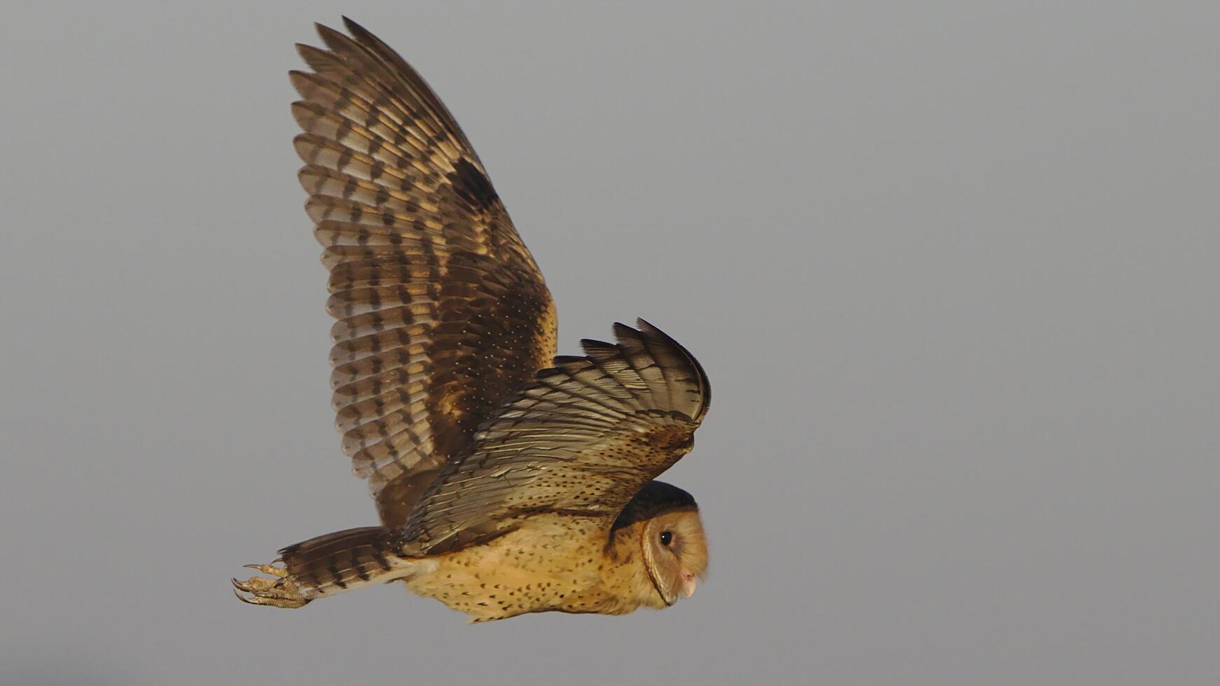 il ashy pigliamosche muscicapa caerulescens è un' specie di uccello, madre uccello nelle vicinanze foto