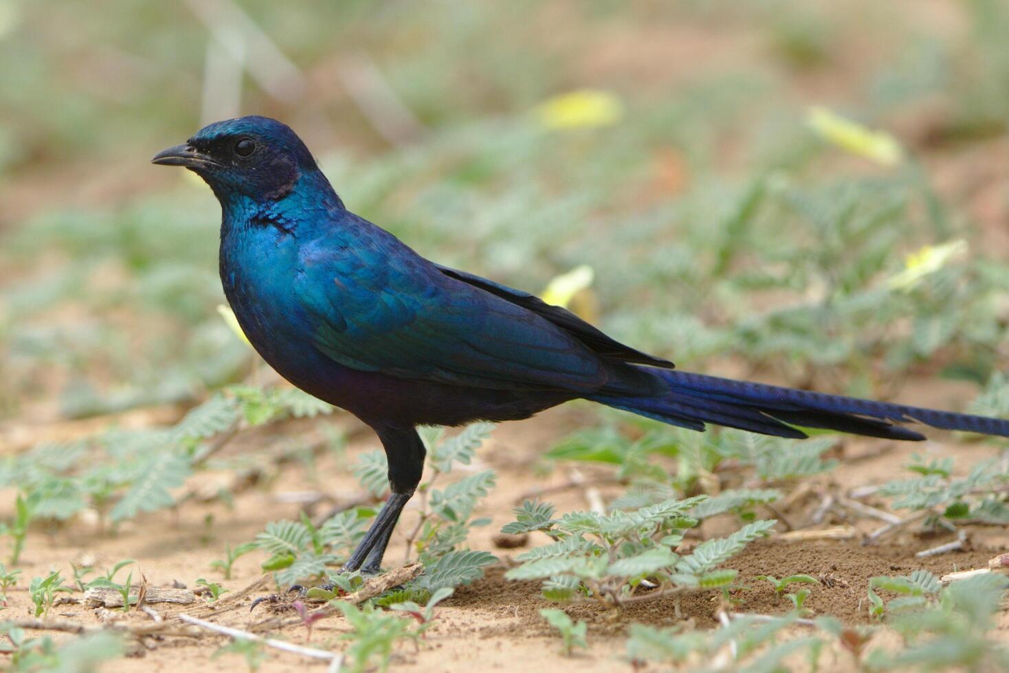 dalla coda a forcella drongo - dicrurus adsimili anche Comune drongo, coda d'orco drongo dicrurus adsimili foto