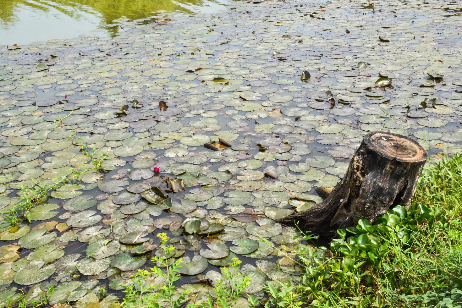 fioritura loto fiori e le foglie bellezza natura nel lago phatthalung foto