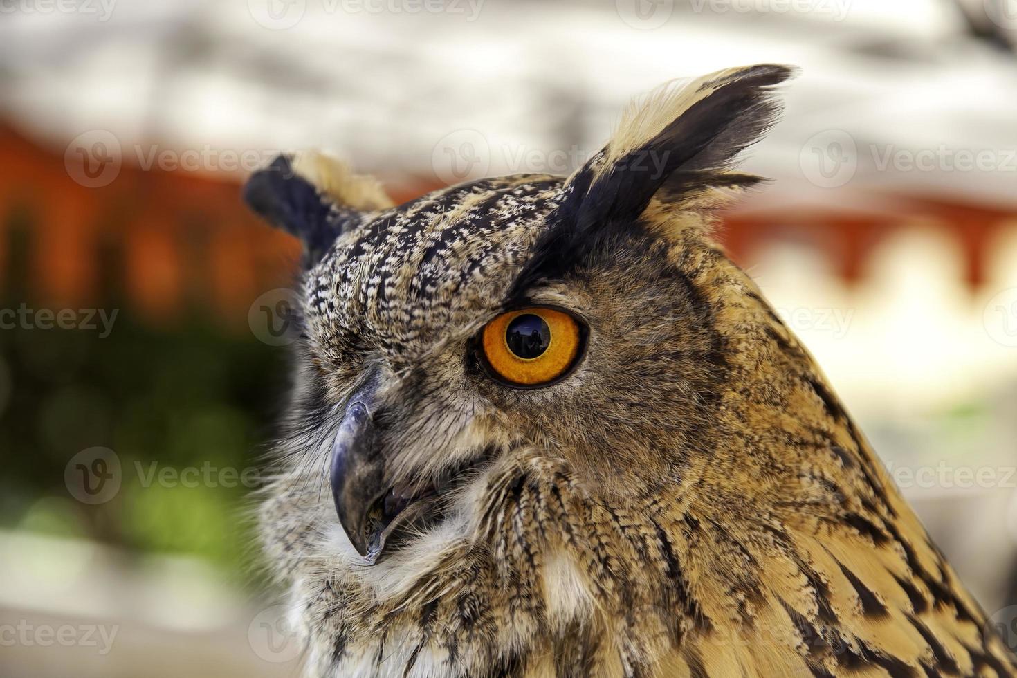 selvaggio aquila gufo nel natura foto