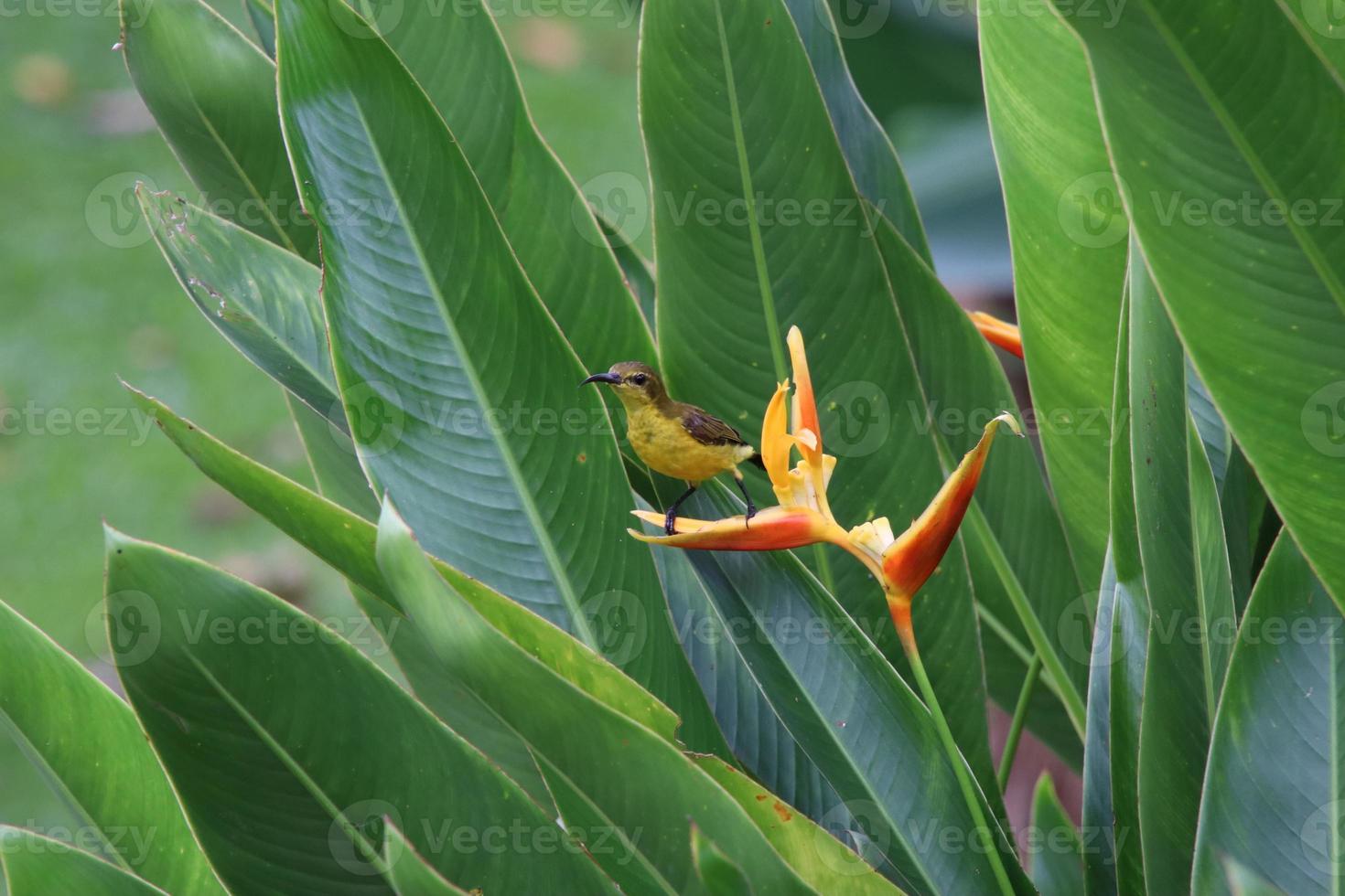 oliva sostenuto sunbird foto