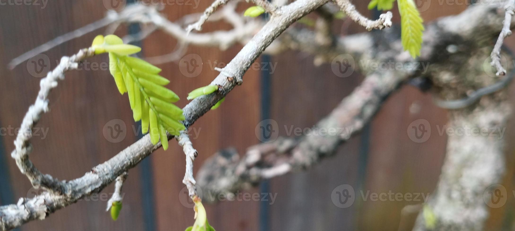 gledizia è un' genere di alberi nel il famiglia fabaceae foto