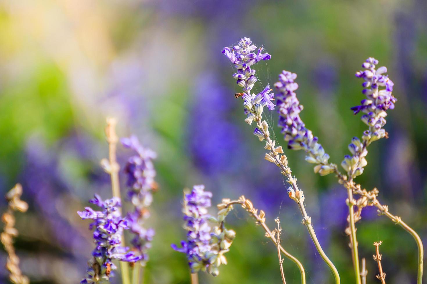 sfondo di fiori naturali foto