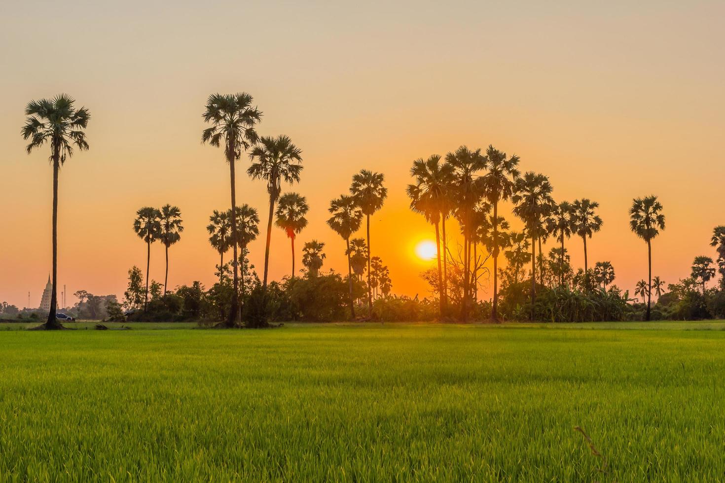 palma da zucchero e campo di riso al tramonto foto