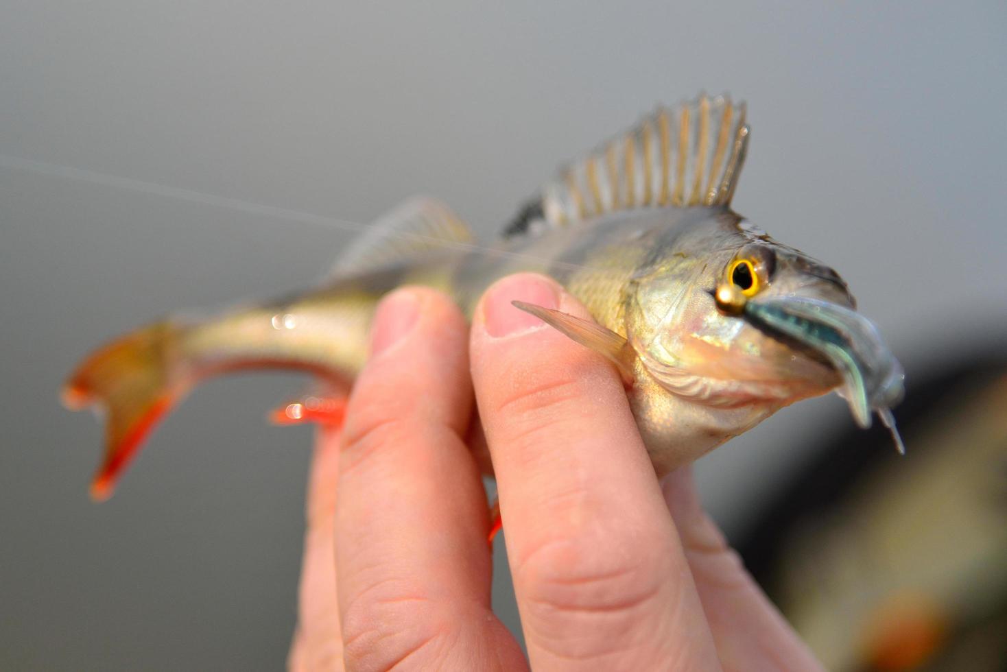 persona in possesso di un pesce persico foto