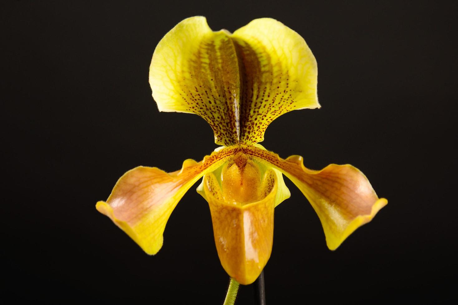orchidea gialla su sfondo nero foto