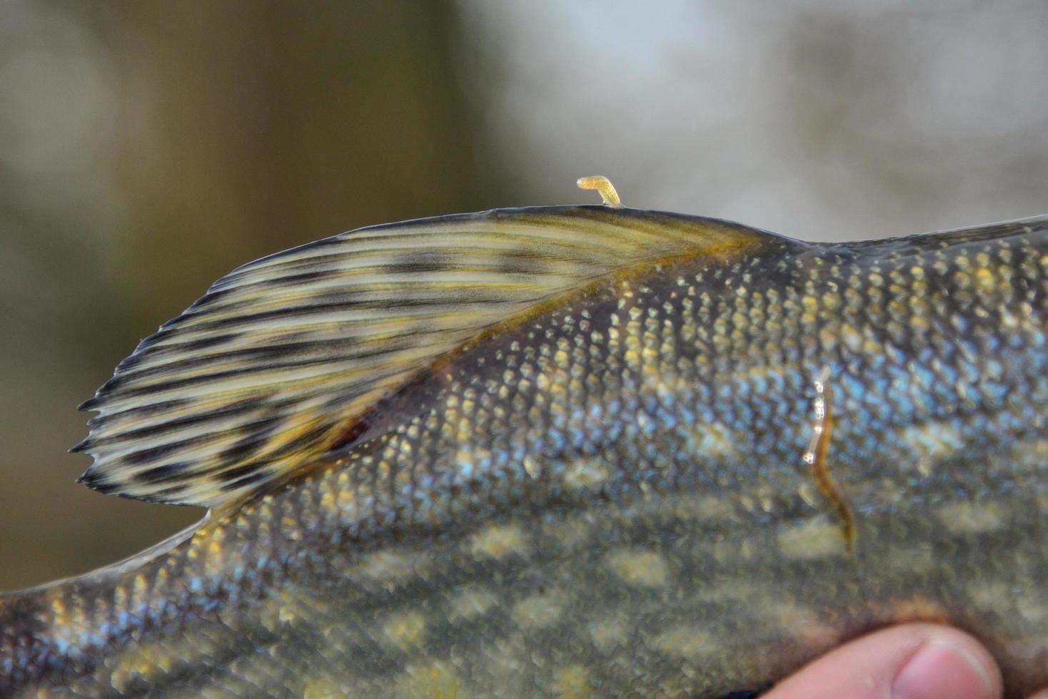 primo piano di un pesce luccio foto