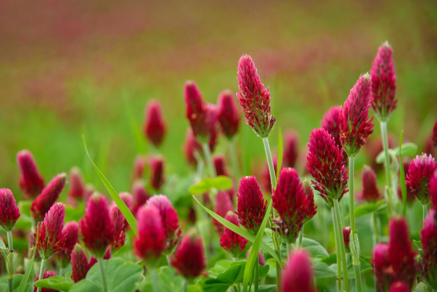 campo fiorito di fiori di trifoglio rosso foto