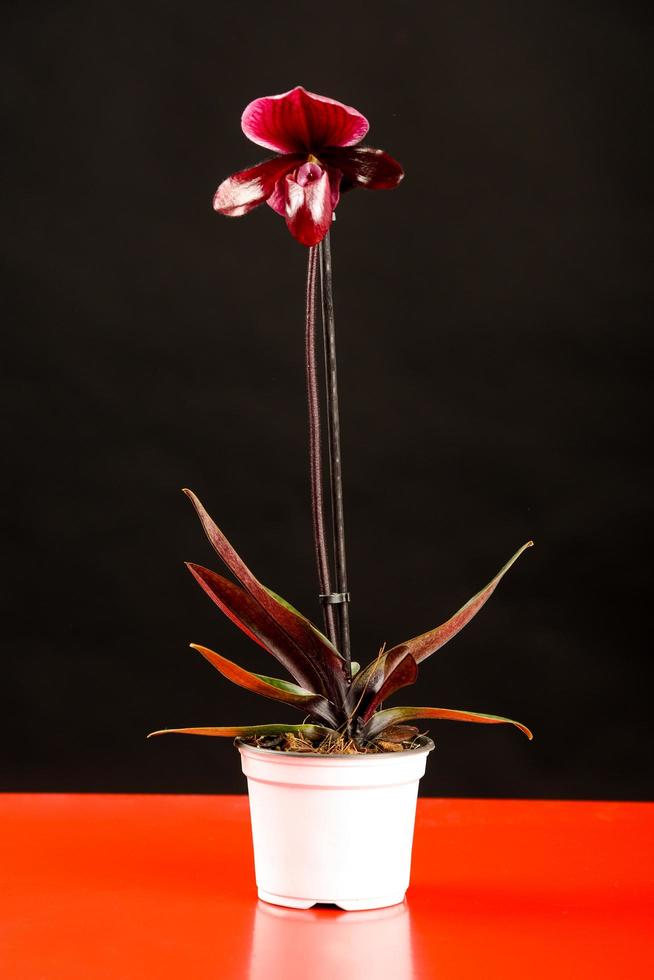 orchidea rossa in vaso foto